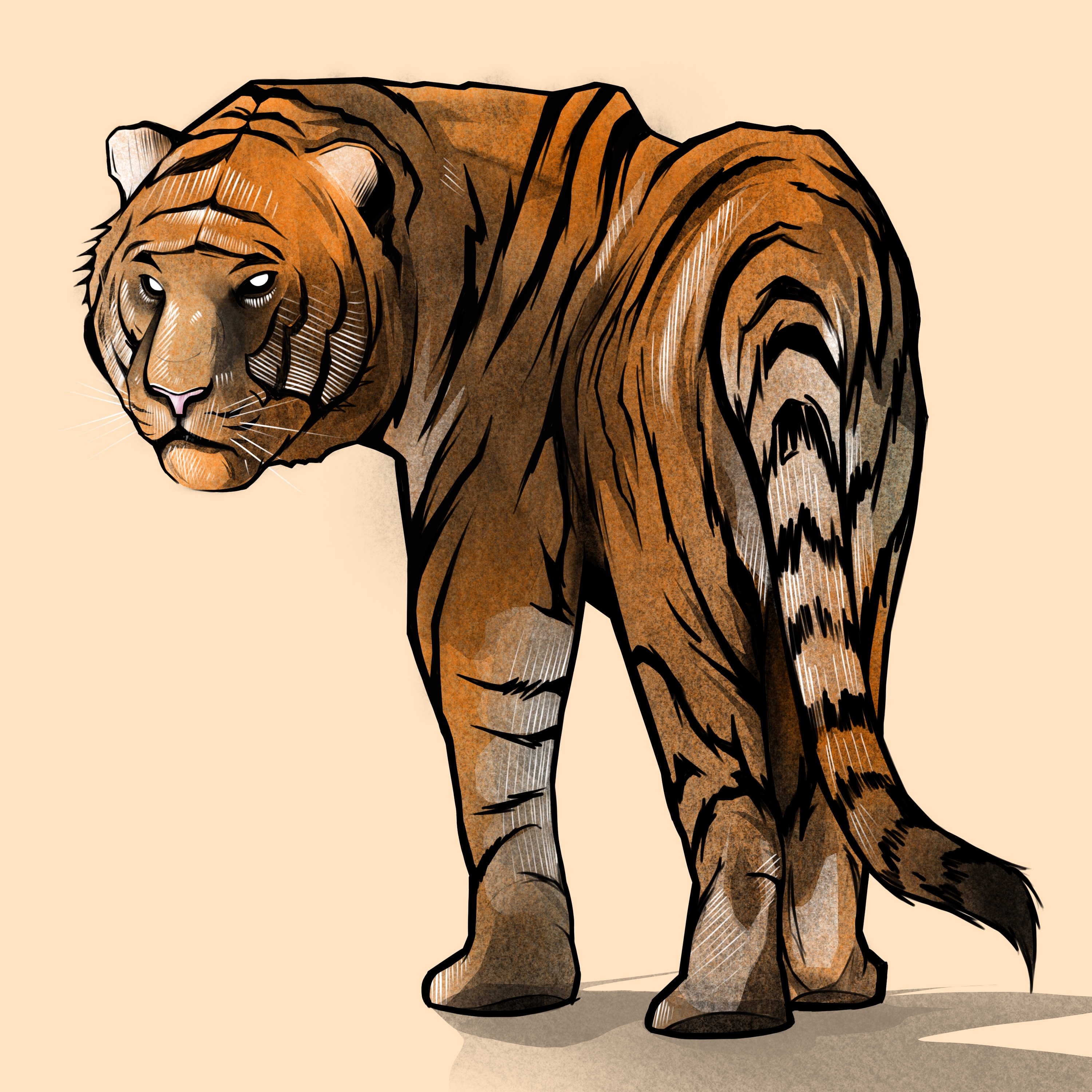 Illustration d'un tigre vu de dos, tournant la tête en nous regardant